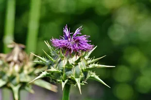 JavaScript 中的 NaN 和 Infinity