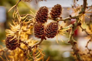 使用 async-await 实现一个重复等待事务函数