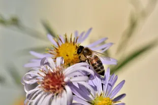 ES 提案：Promise.prototype.finally