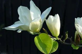 在 JavaScript 中创建并填充任意长度的数组