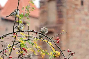 ES 提案：数字分隔符