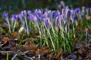 ECMAScript 提案：Promise.any()