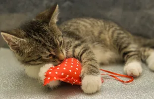 在 JavaScript 中怎样倒序数组